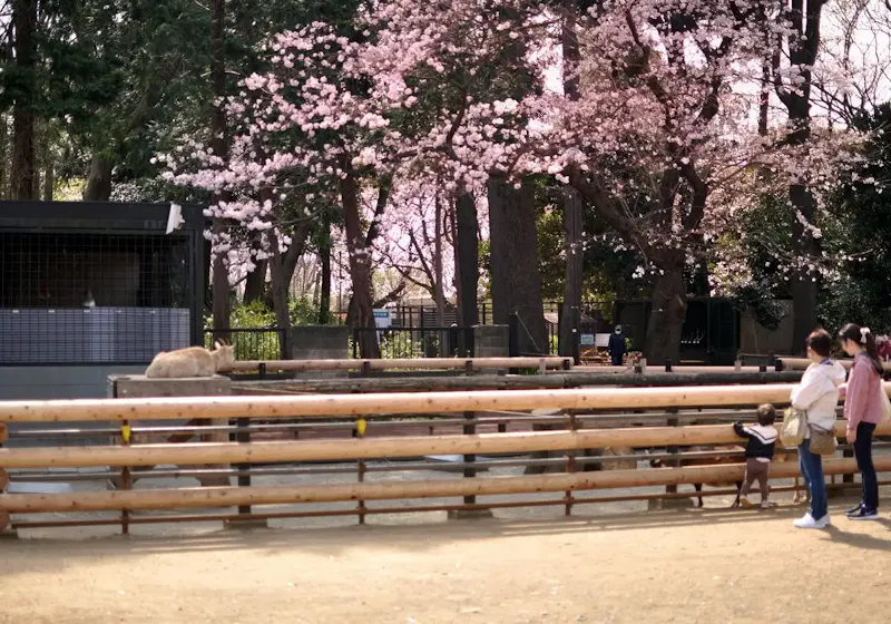 夢見ヶ崎動物公園