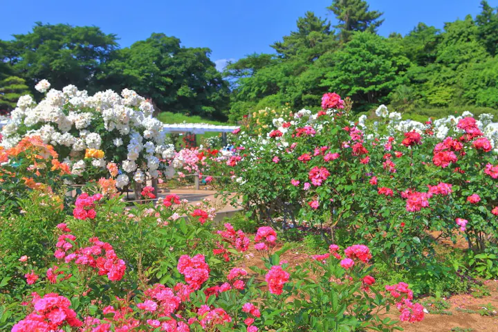 美しさに包まれる花の楽園、生田緑地ばら苑