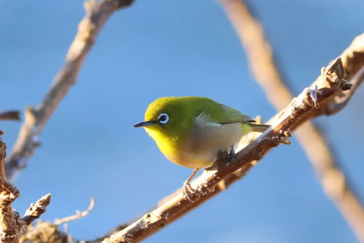 野鳥を観察してみよう