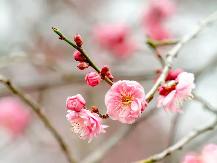 四季折々の花との出会い
