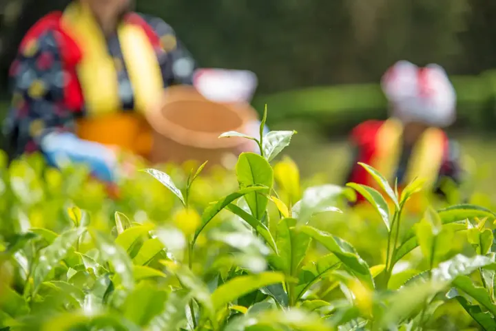 茶摘み祭に参加