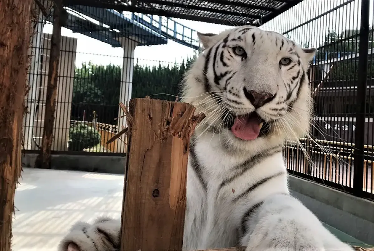 池田動物園(写真 2)