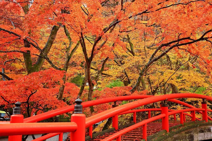 色鮮やかな紅葉が楽しめる河鹿橋！
