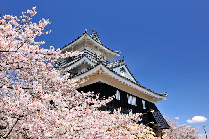 浜松有数の桜の名所