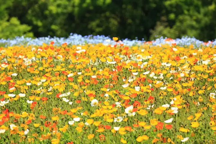 四季折々の草花を楽しむ