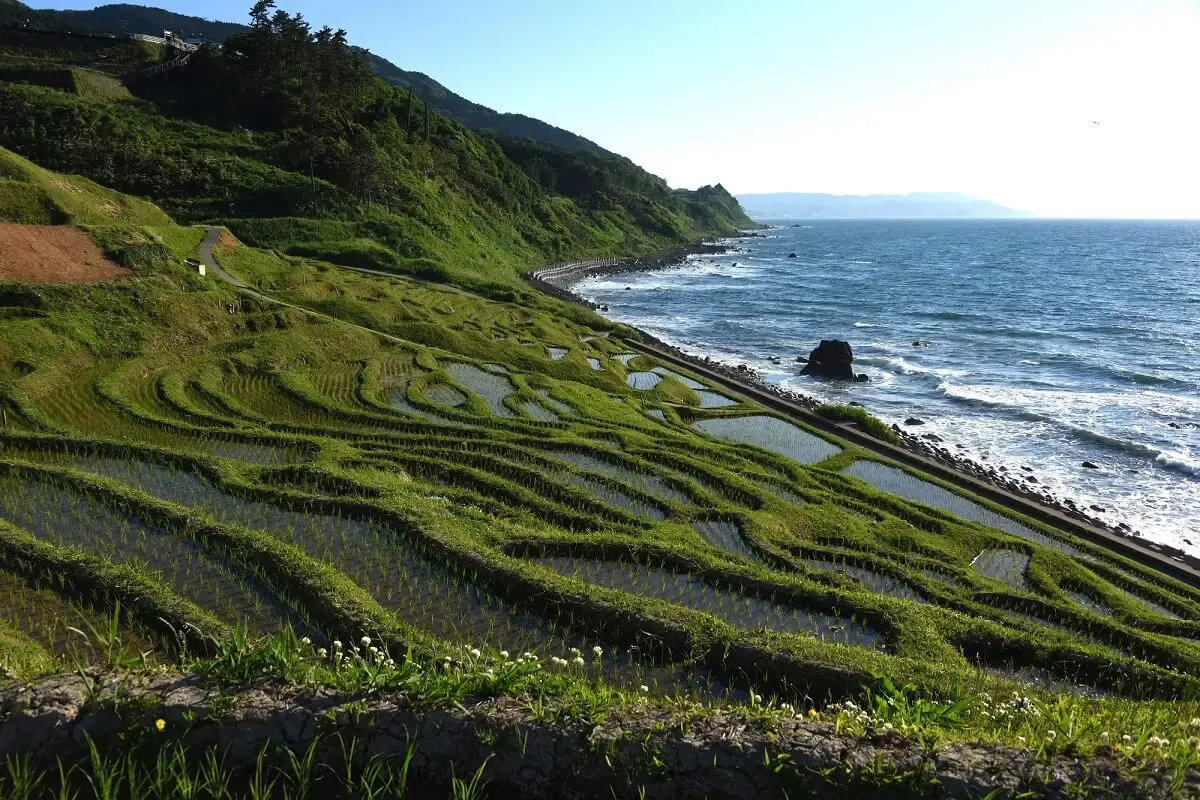 白米千枚田