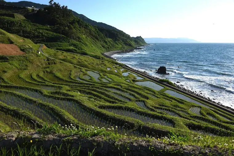 白米千枚田