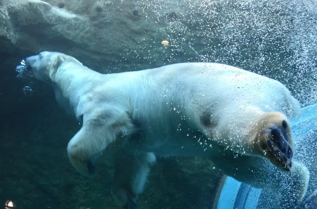 日本平動物園