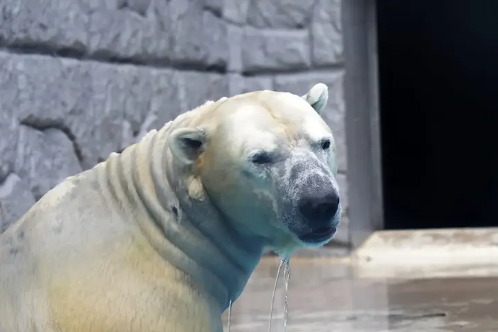 迫力ある動物に出会う