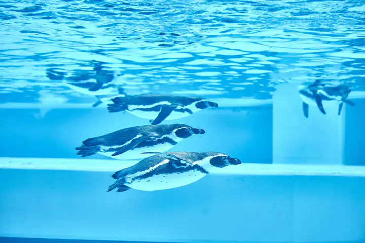 水中を飛び回りペンギンを見る