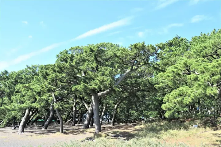 樹齢800年以上の松が見られる！歴史を感じる三保の松原
