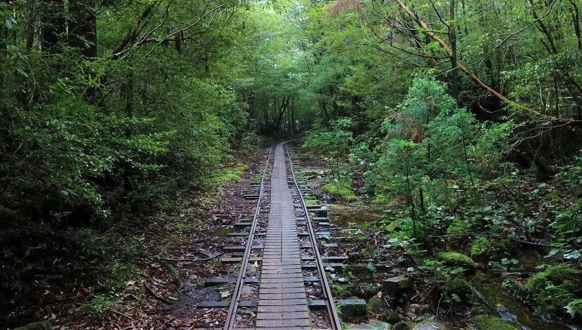 縄文杉(写真 3)
