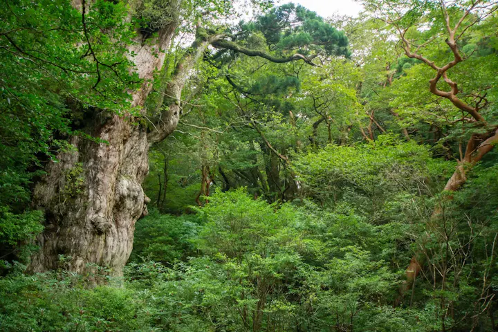 推定樹齢7200年、日本有数の老木！