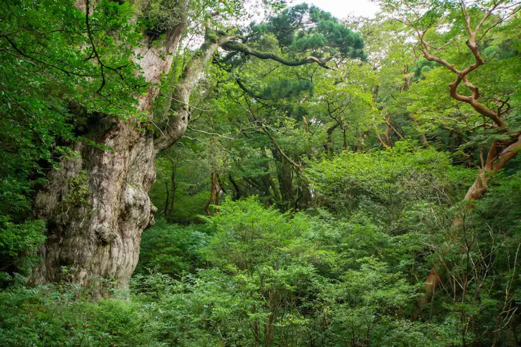 縄文杉