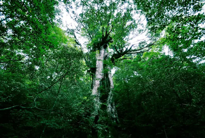 樹齢約3000年の雄大な大王杉！