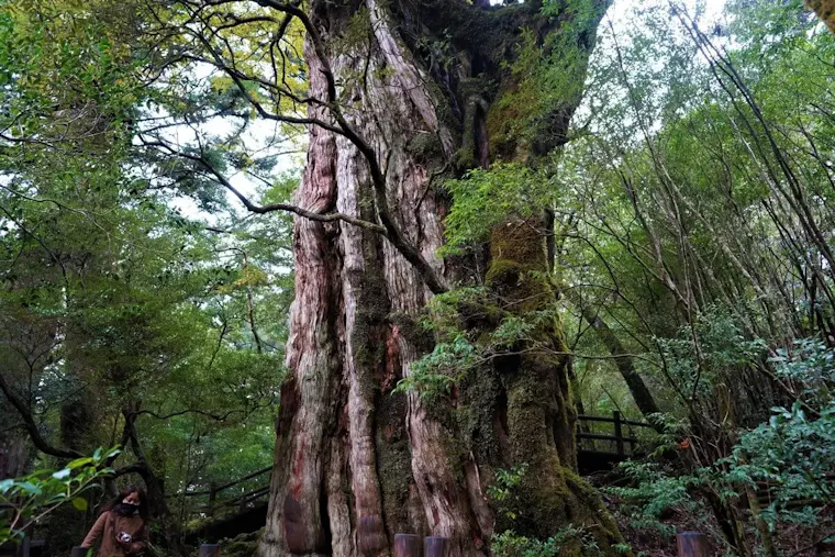 紀元杉