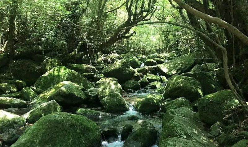 苔むす村（もののけ姫の森）