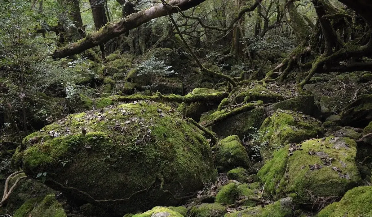苔むす村（もののけ姫の森）
