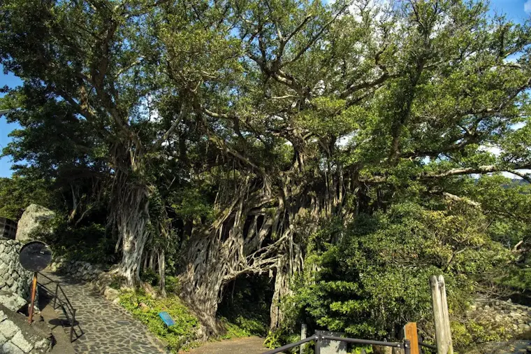 中間ガジュマル