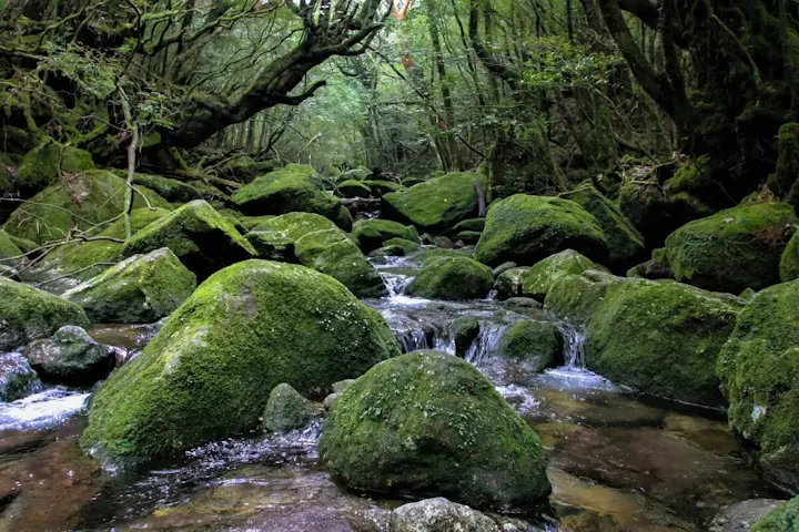 もののけ姫の舞台になった苔むす森！