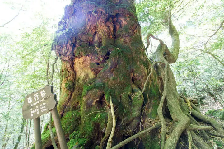 立派な屋久杉を鑑賞できる奉行杉コース！