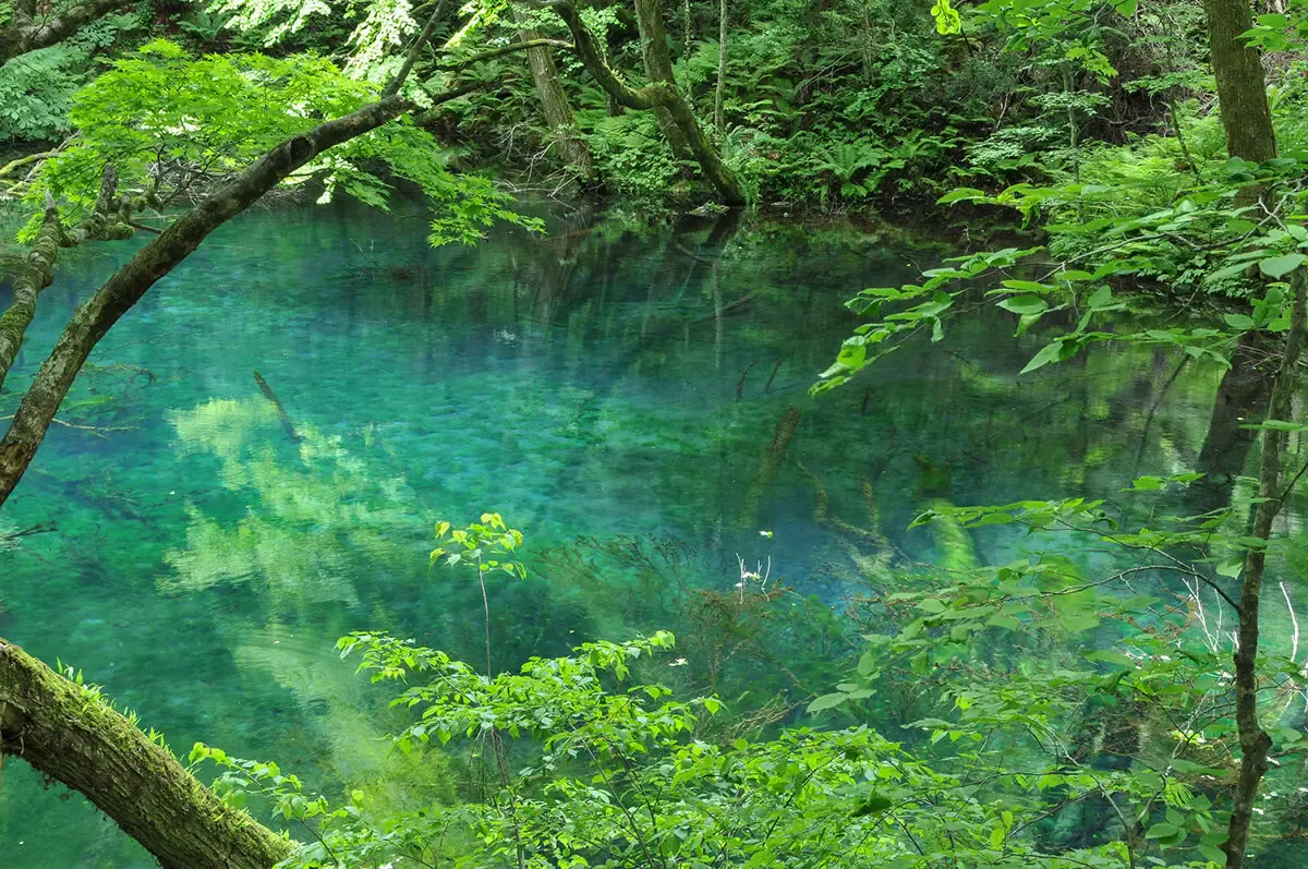 青池(写真 5)