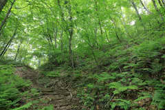 世界遺産の径 ブナ林散策道