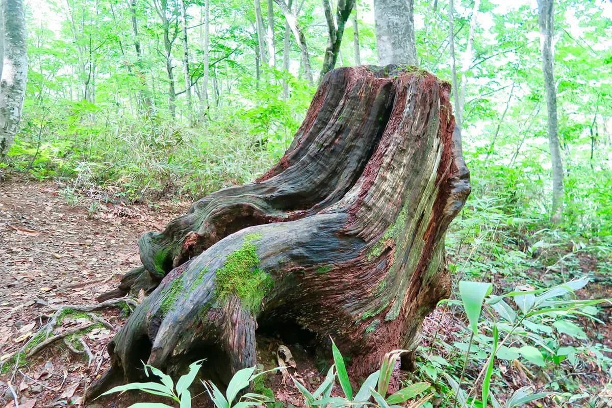 世界遺産の径 ブナ林散策道（写真 2）