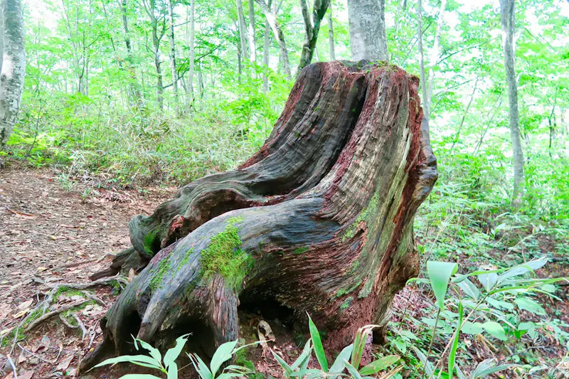世界遺産の径 ブナ林散策道