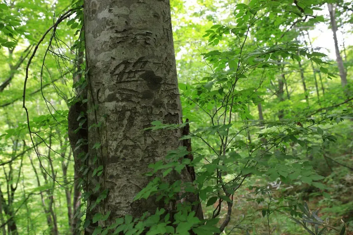 世界遺産の径 ブナ林散策道（写真 3）