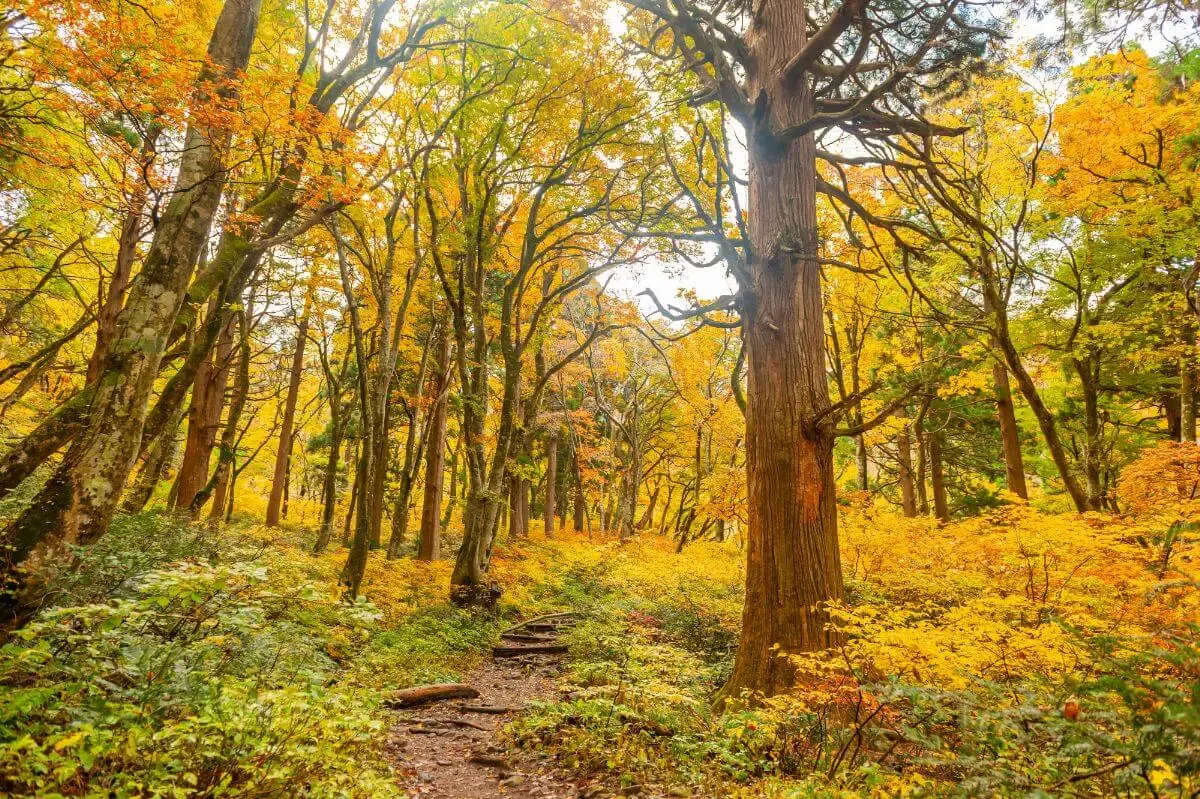 世界遺産の径 ブナ林散策道（写真 4）