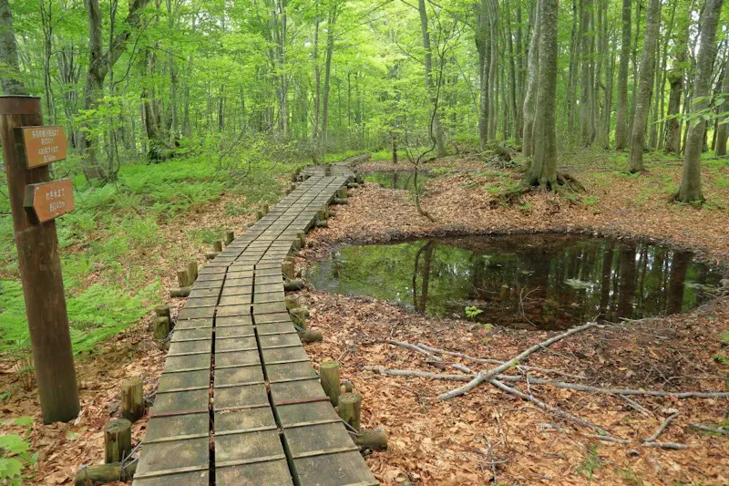 世界遺産の径 ブナ林散策道