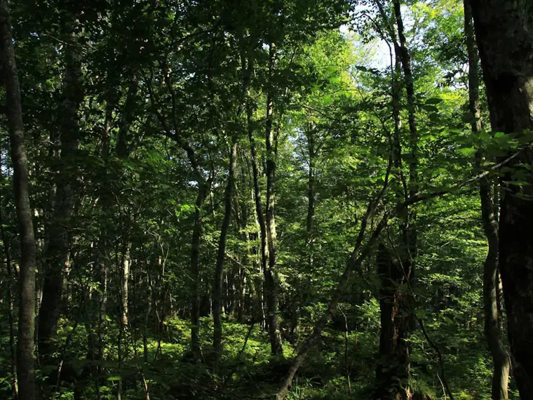 白神山地