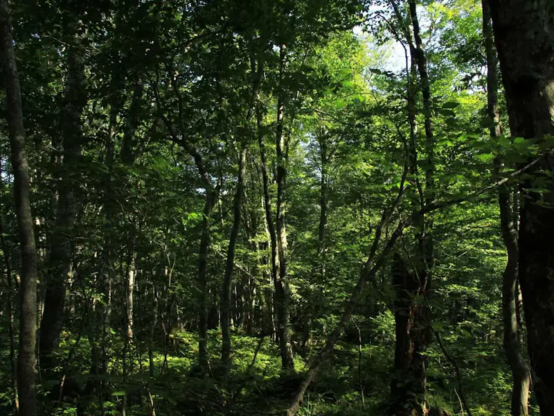 白神山地