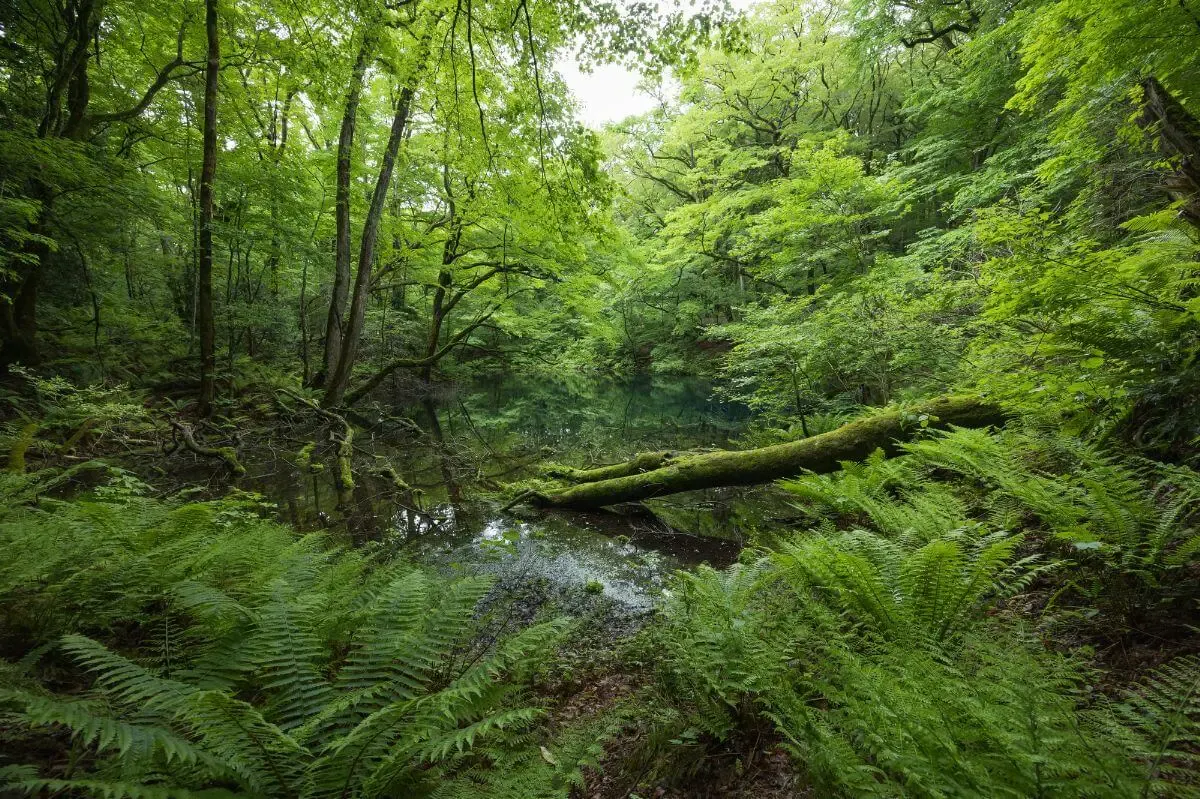 沸壺の池（写真 3）