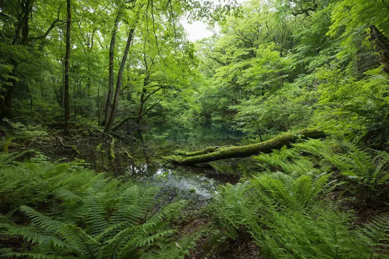 沸壺の池