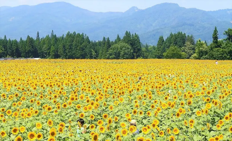 津南ひまわり広場