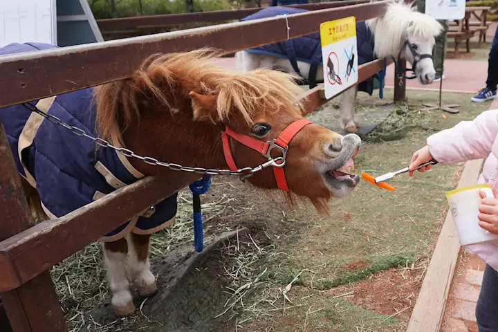 さまざまな動物と触れ合えるエリア