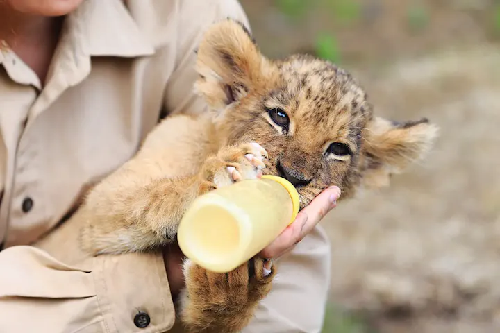 たくさんの動物の赤ちゃんを見る事ができる