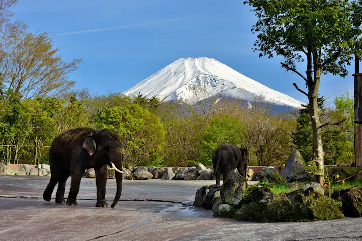 「My SAFARI」の登録でお得に入園