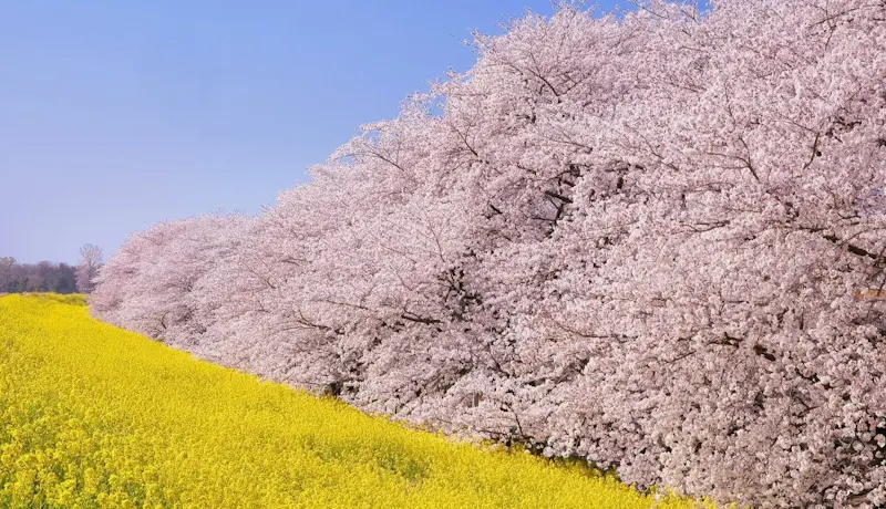 熊谷桜堤の桜