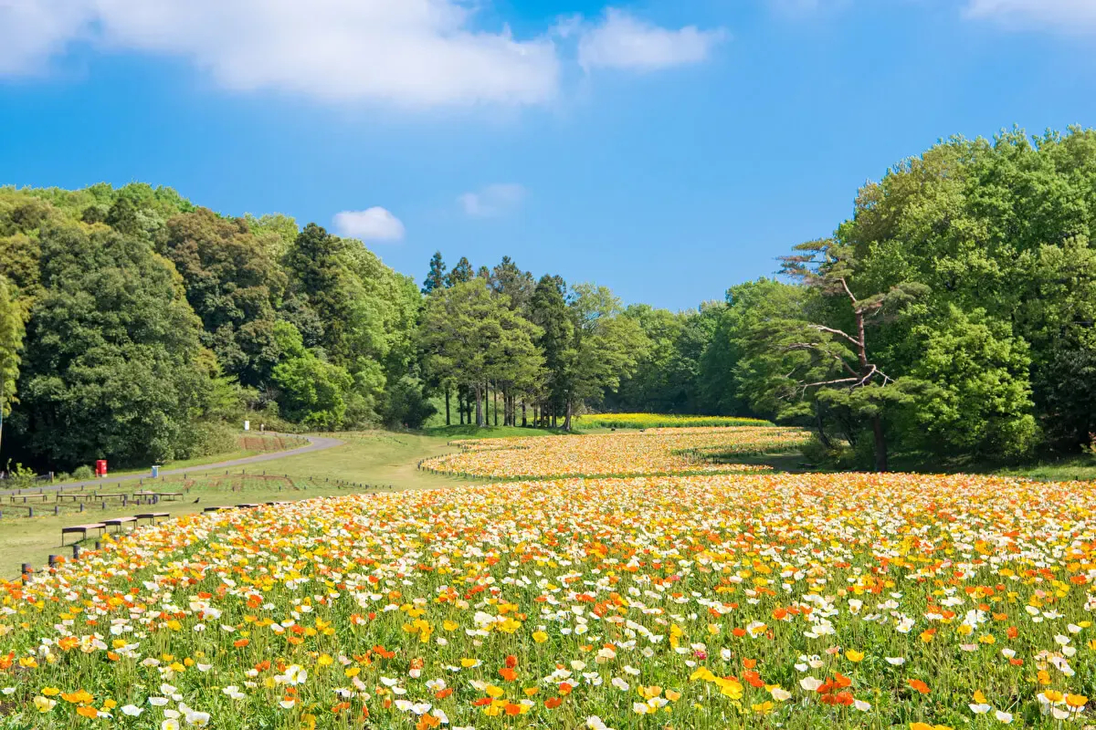 国営武蔵丘陵森林公園