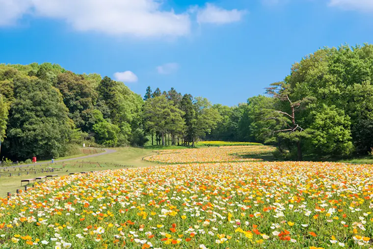 国営武蔵丘陵森林公園