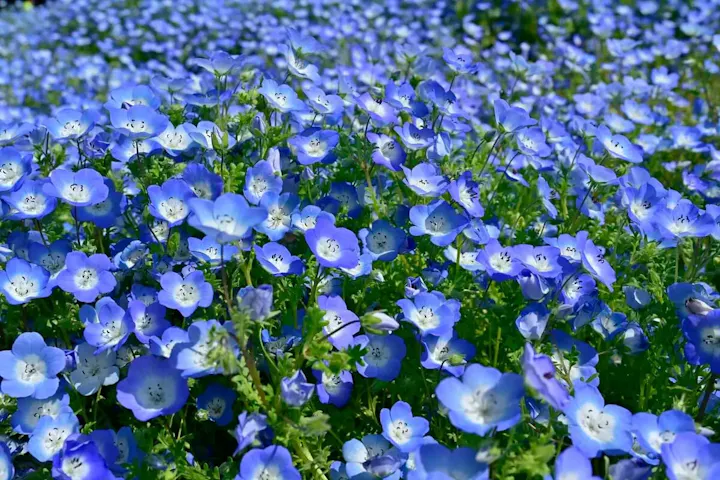 季節によって異なる美しい花や生き物達