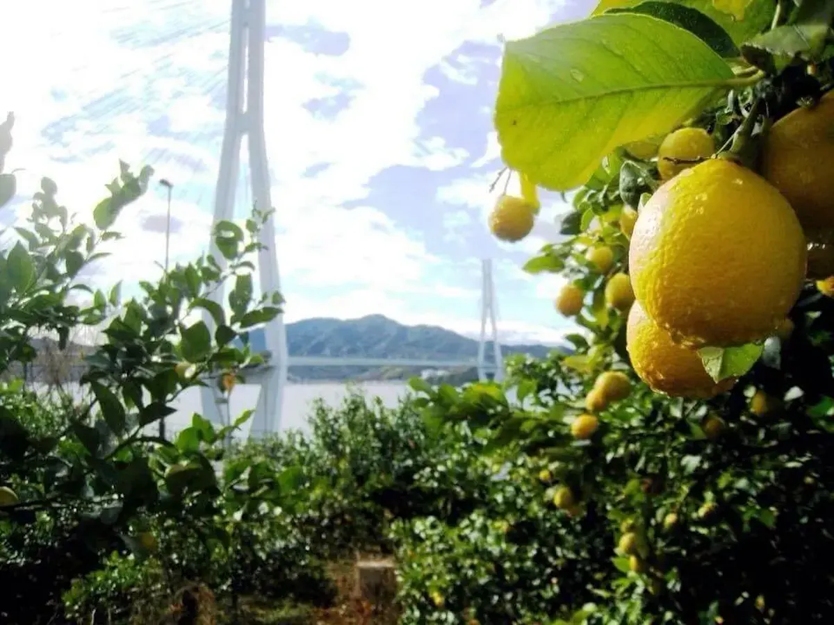 レモン谷(写真 2)