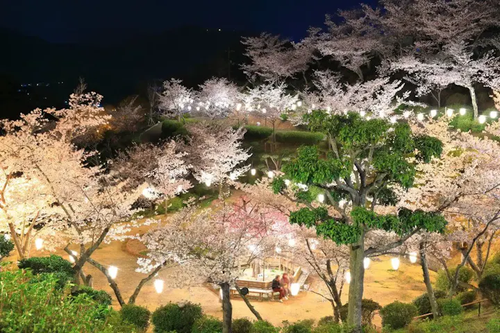 桜の名所!千光寺公園でお花見をする