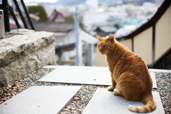 猫気分で細い路地を散策する!