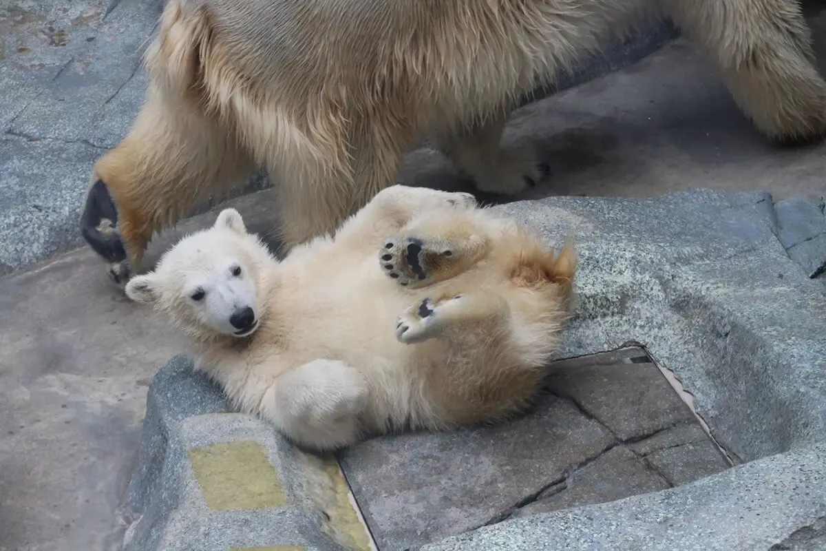 男鹿水族館GAO(写真 2)