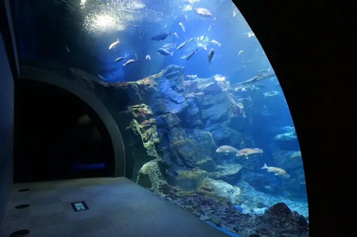 200種類以上の生き物たちが泳ぐ巨大水槽