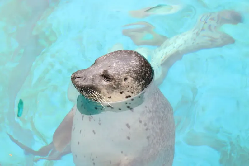 男鹿水族館GAO
